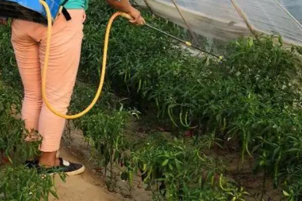 辣椒落花落果需要打什么药，一般可以喷施2，4-D、萘乙酸、番茄灵