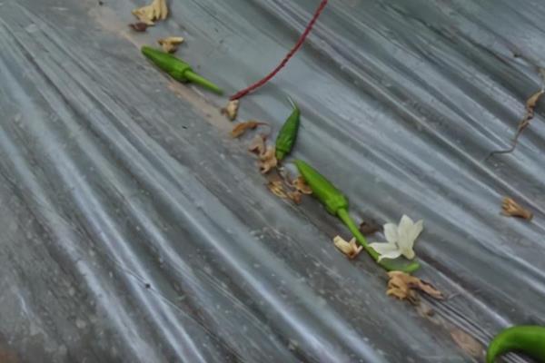 辣椒落花落果需要打什么药，一般可以喷施2，4-D、萘乙酸、番茄灵