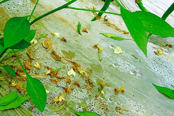 辣椒落花落果需要打什么药，一般可以喷施2，4-D、萘乙酸、番茄灵