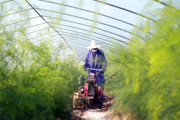 一棵芦笋苗能长出几根芦笋，只能长出一根芦笋