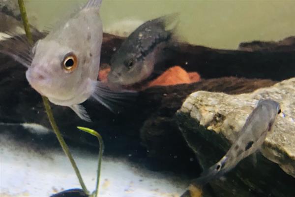 小罗汉鱼苗能不能一起养，混养容易互相攻击