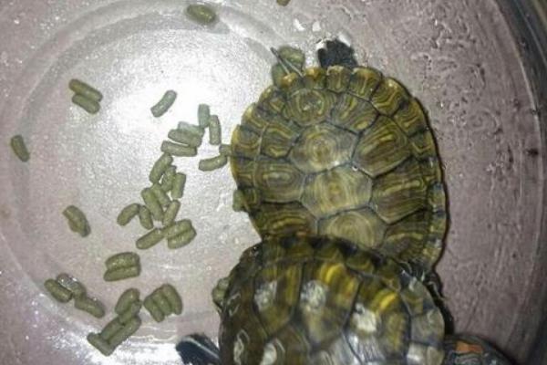 乌龟营养不良有哪些症状，会出现生长迟缓、眼部疾病等