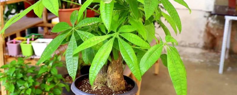 如何修剪发财树，生长过长的树冠枝叶要剪短