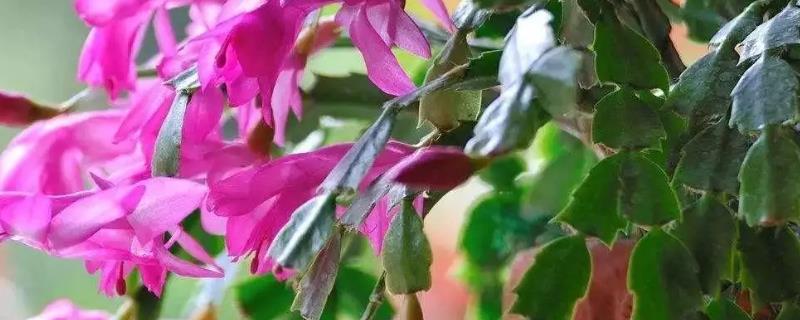 如何判断蟹爪兰缺水，可以用手指插进土壤中感受