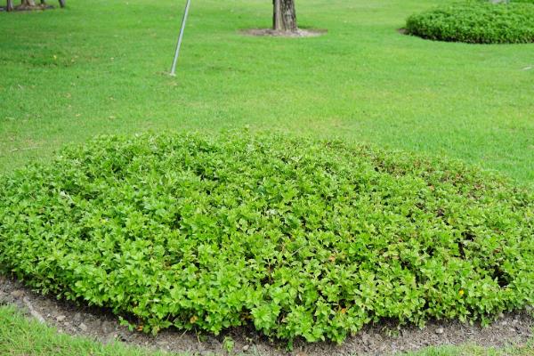 草坪上可以种植哪些草籽，根据种植场所选择对应品种