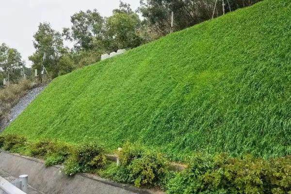草坪上可以种植哪些草籽，根据种植场所选择对应品种