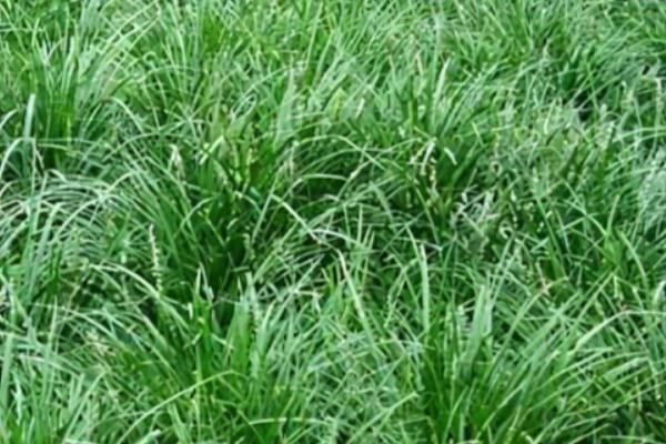 草坪上可以种植哪些草籽，根据种植场所选择对应品种