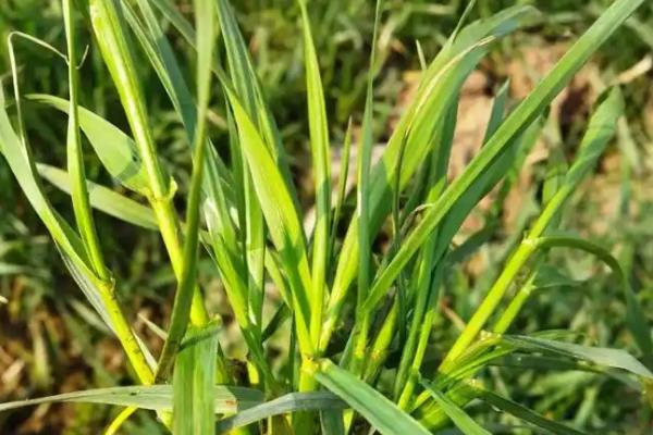 草坪上可以种植哪些草籽，根据种植场所选择对应品种