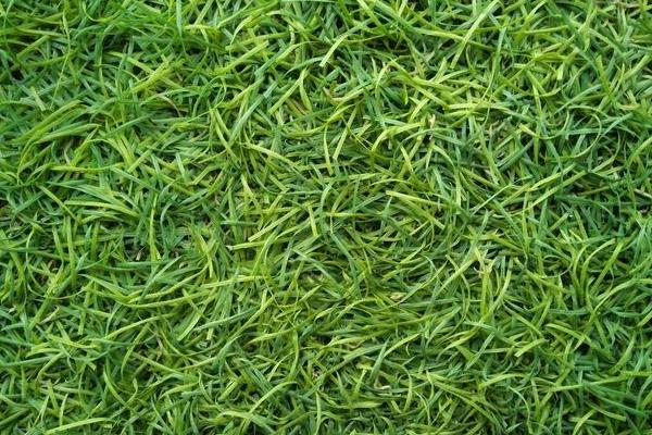 草坪上可以种植哪些草籽，根据种植场所选择对应品种