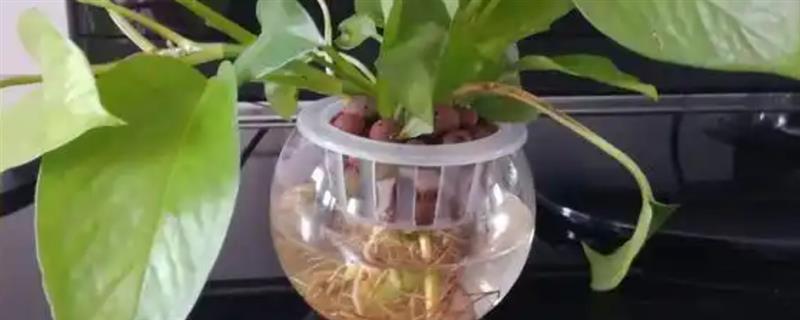 绿萝的水培方法，前期每周换水2-3次