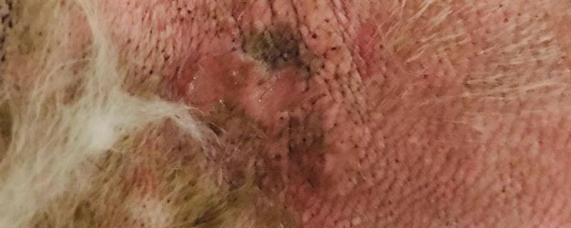 狗狗脓皮症如何根治，通常采用外用药物治疗