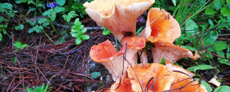 野生菌的种类，常见的有灰喇叭菌、白参菌等