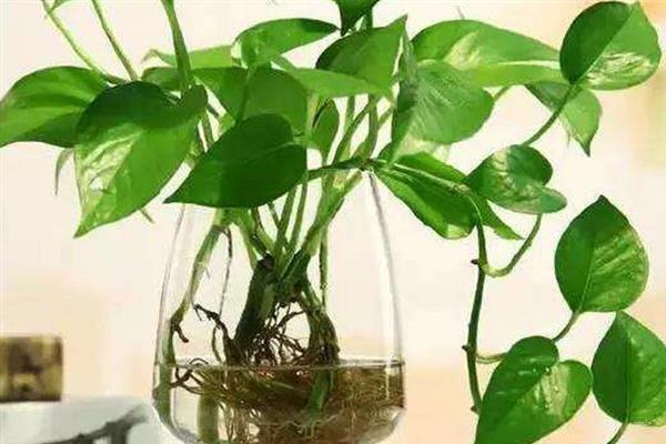 绿萝的水培方法，前期每周换水2-3次