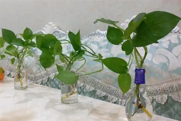 绿萝的水培方法，前期每周换水2-3次