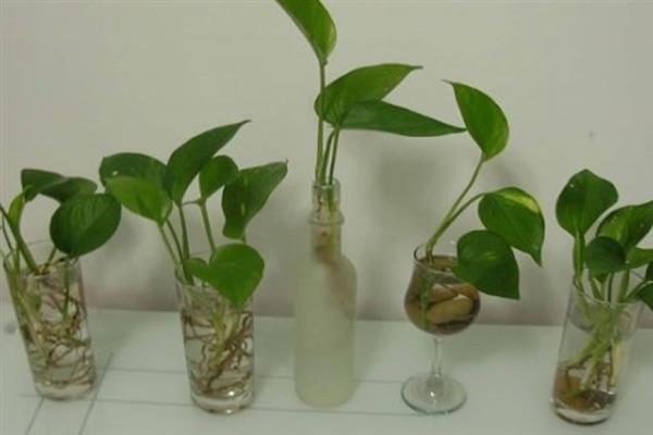 绿萝的水培方法，前期每周换水2-3次