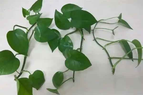 绿萝的水培方法，前期每周换水2-3次