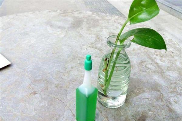 绿萝的水培方法，前期每周换水2-3次