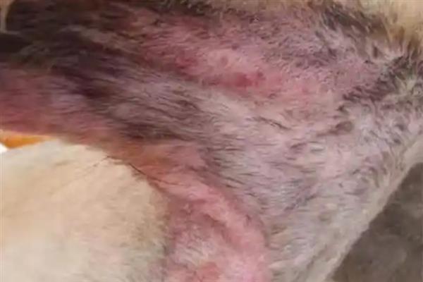 狗狗脓皮症如何根治，通常采用外用药物治疗