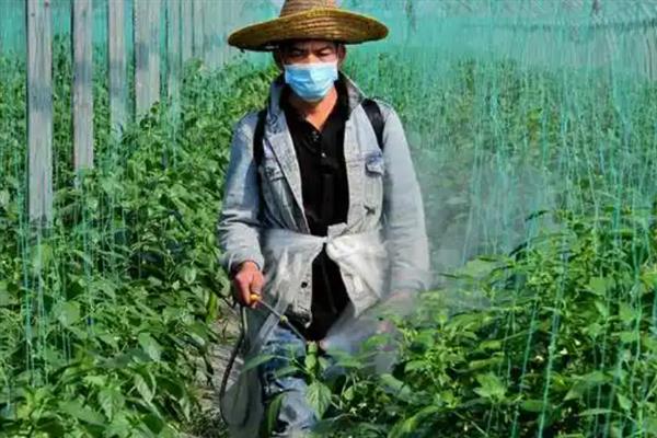 辣椒树长蚜虫如何处理，可使用干辣椒进行驱除
