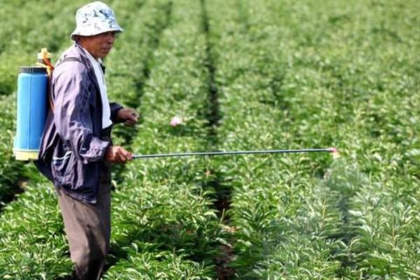 辣椒树长蚜虫如何处理，可使用干辣椒进行驱除