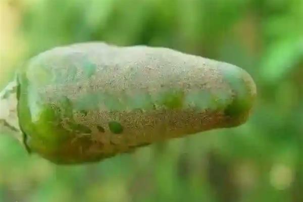 辣椒树长蚜虫如何处理，可使用干辣椒进行驱除