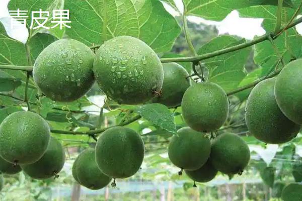 黄金罗汉果和普通罗汉果的区别，外观、内肉和口感均不同