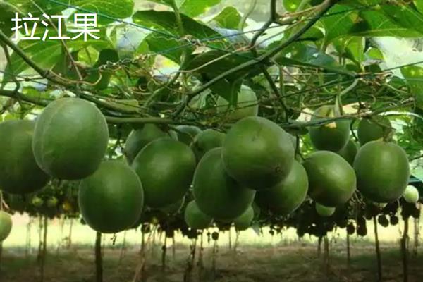 黄金罗汉果和普通罗汉果的区别，外观、内肉和口感均不同