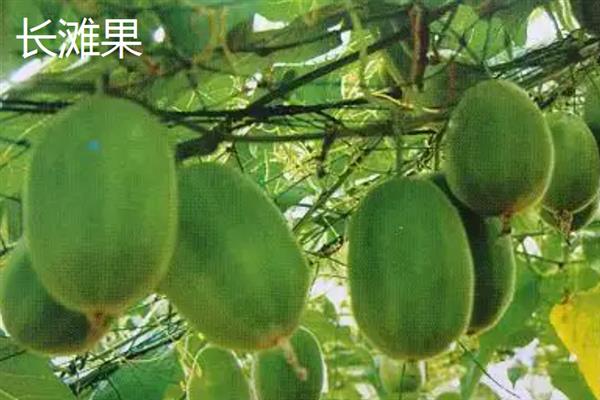 黄金罗汉果和普通罗汉果的区别，外观、内肉和口感均不同