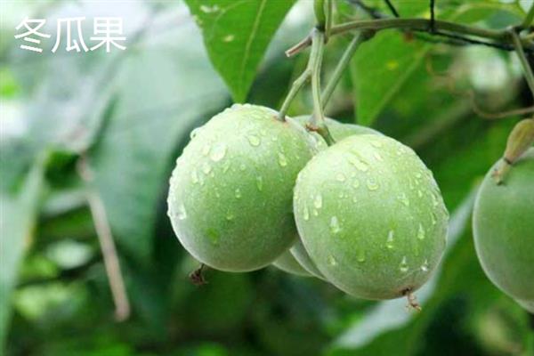 黄金罗汉果和普通罗汉果的区别，外观、内肉和口感均不同