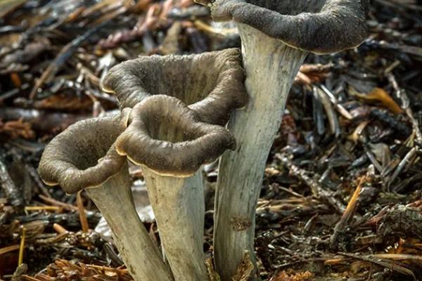 野生菌的种类，常见的有灰喇叭菌、白参菌等