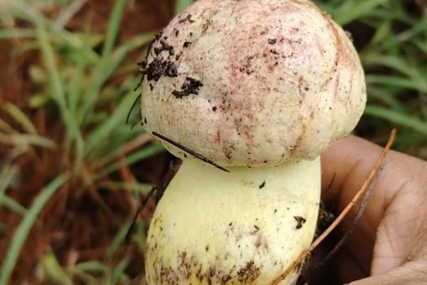 野生菌的种类，常见的有灰喇叭菌、白参菌等