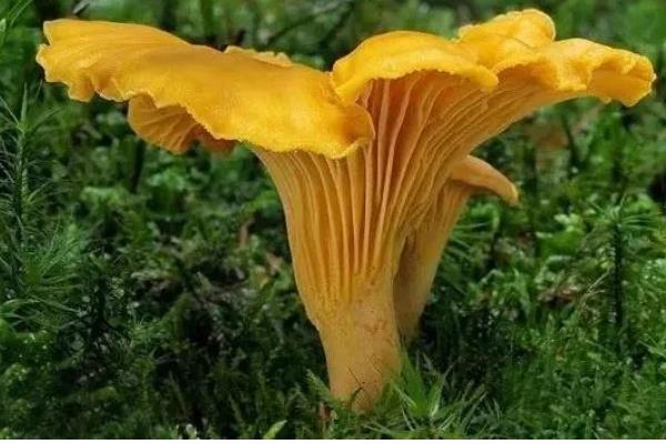 野生菌的种类，常见的有灰喇叭菌、白参菌等