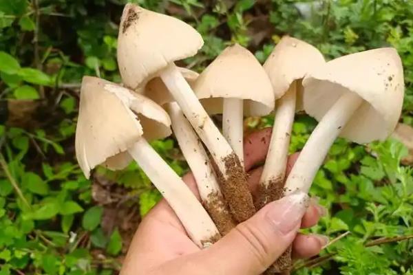 野生菌的种类，常见的有灰喇叭菌、白参菌等