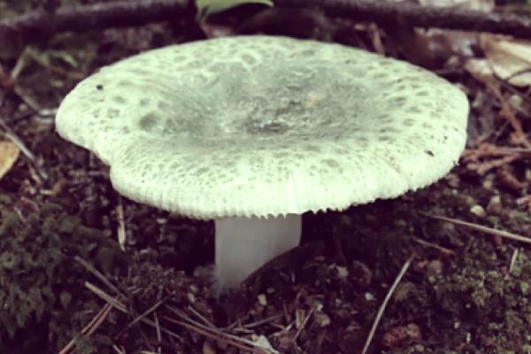 野生菌的种类，常见的有灰喇叭菌、白参菌等