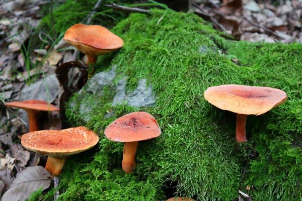 野生菌的种类，常见的有灰喇叭菌、白参菌等