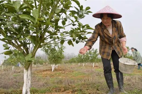 沙田柚的种植技术，种植之前要开穴并施加基肥