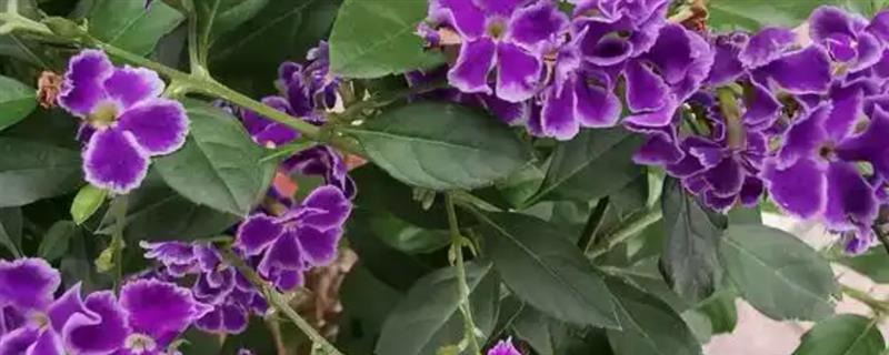 假连翘的养殖方法，生长期每隔2-3天浇一次水