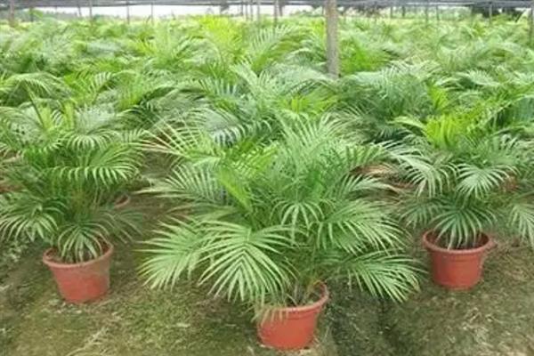 散尾葵的叶片发黄发干怎么处理，根据引发原因采取不同的解决措施