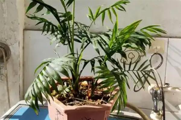 散尾葵的叶片发黄发干怎么处理，根据引发原因采取不同的解决措施