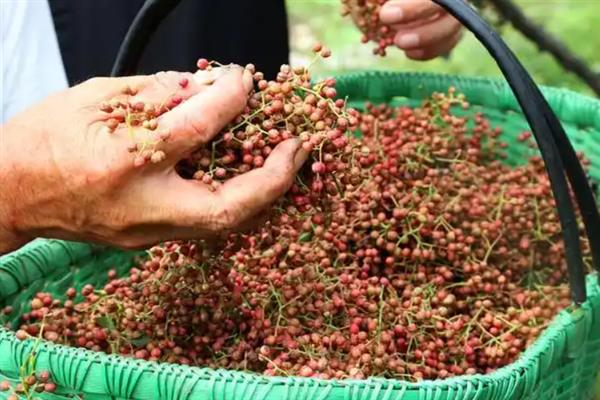 如何让花椒种子出苗，浸种催芽后在背风、向阳的地方播种