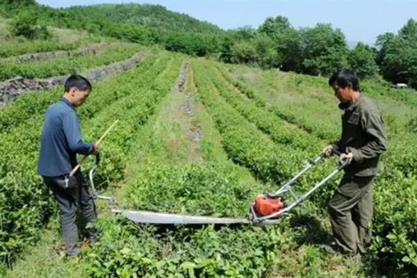 茶树预防倒春寒的方法，霜冻来临前喷洒护树将军能够御寒
