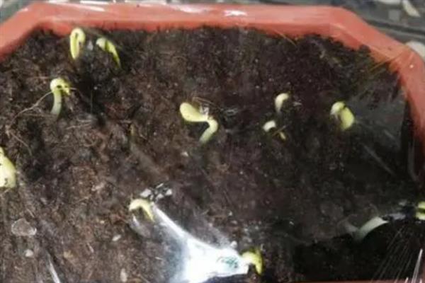 如何让花椒种子出苗，浸种催芽后在背风、向阳的地方播种