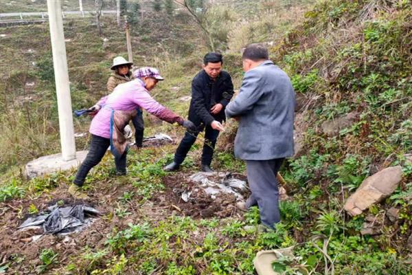 如何让花椒种子出苗，浸种催芽后在背风、向阳的地方播种