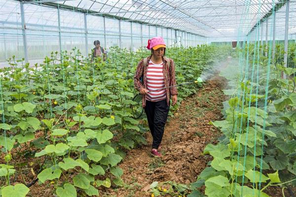 敌敌畏不能打什么植物，不能打高粱、月季等