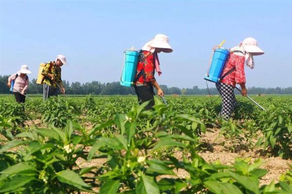 敌敌畏不能打什么植物，不能打高粱、月季等