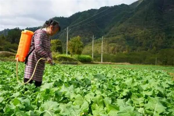 敌敌畏不能打什么植物，不能打高粱、月季等