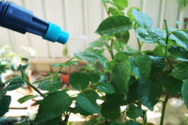 敌敌畏不能打什么植物，不能打高粱、月季等
