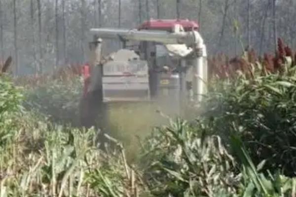 敌敌畏不能打什么植物，不能打高粱、月季等