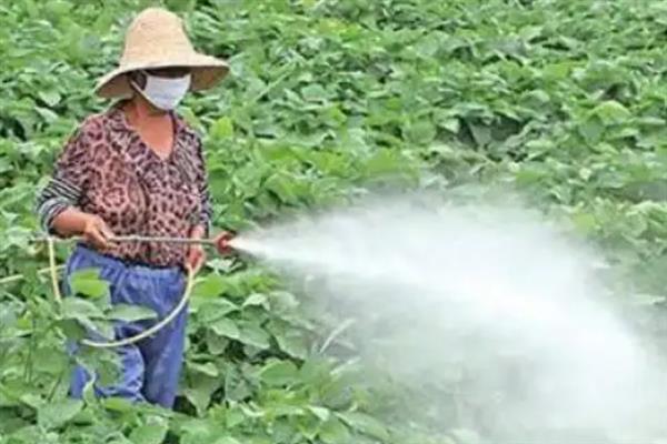 敌敌畏不能打什么植物，不能打高粱、月季等
