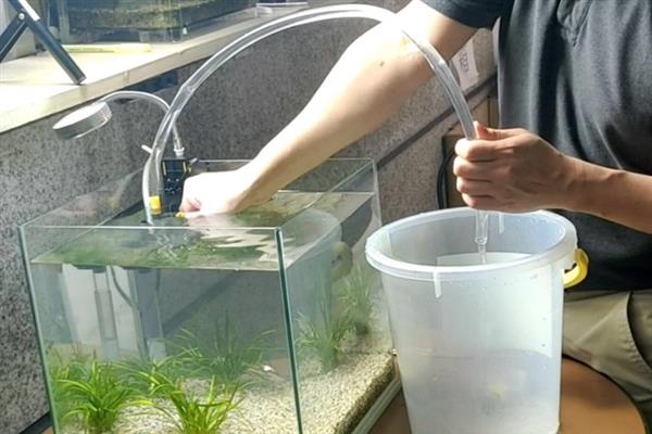 金龙鱼吃什么能快速生长，需搭配饲喂数种食物